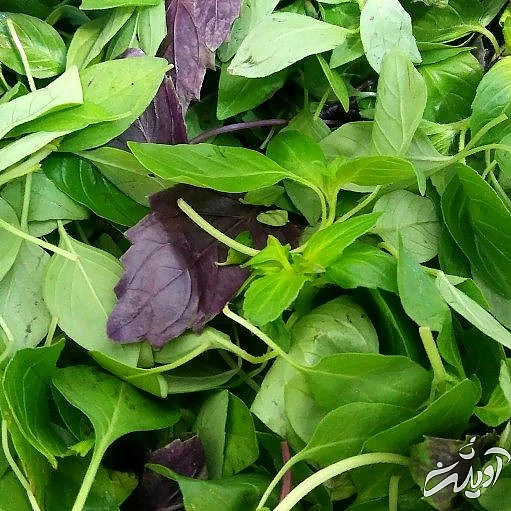 چرا سردرد می گیریم؟/ مبتلایان به میگرن بخوانند/ نسخه طب سنتی برای درمان سردردهای میگرنی